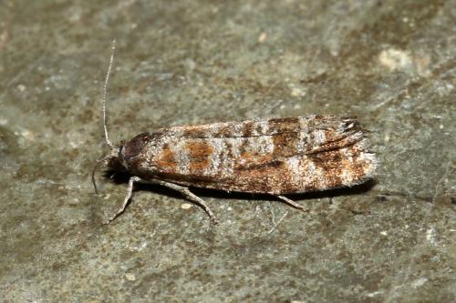 Rhyacionia pinivorana